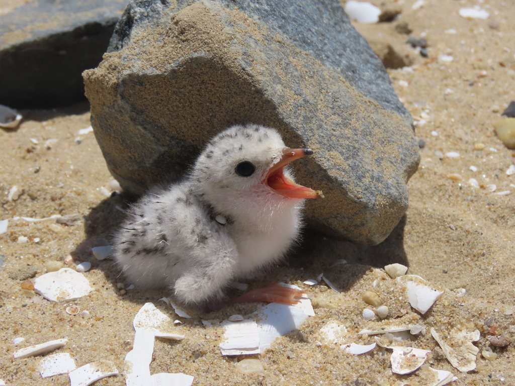 Least Tern