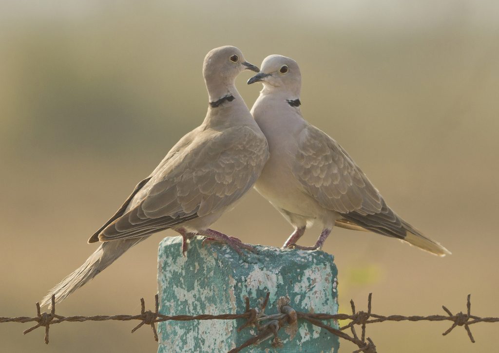 Eurasian Collared Dove