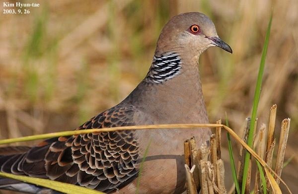 Oriental Turtle Dove