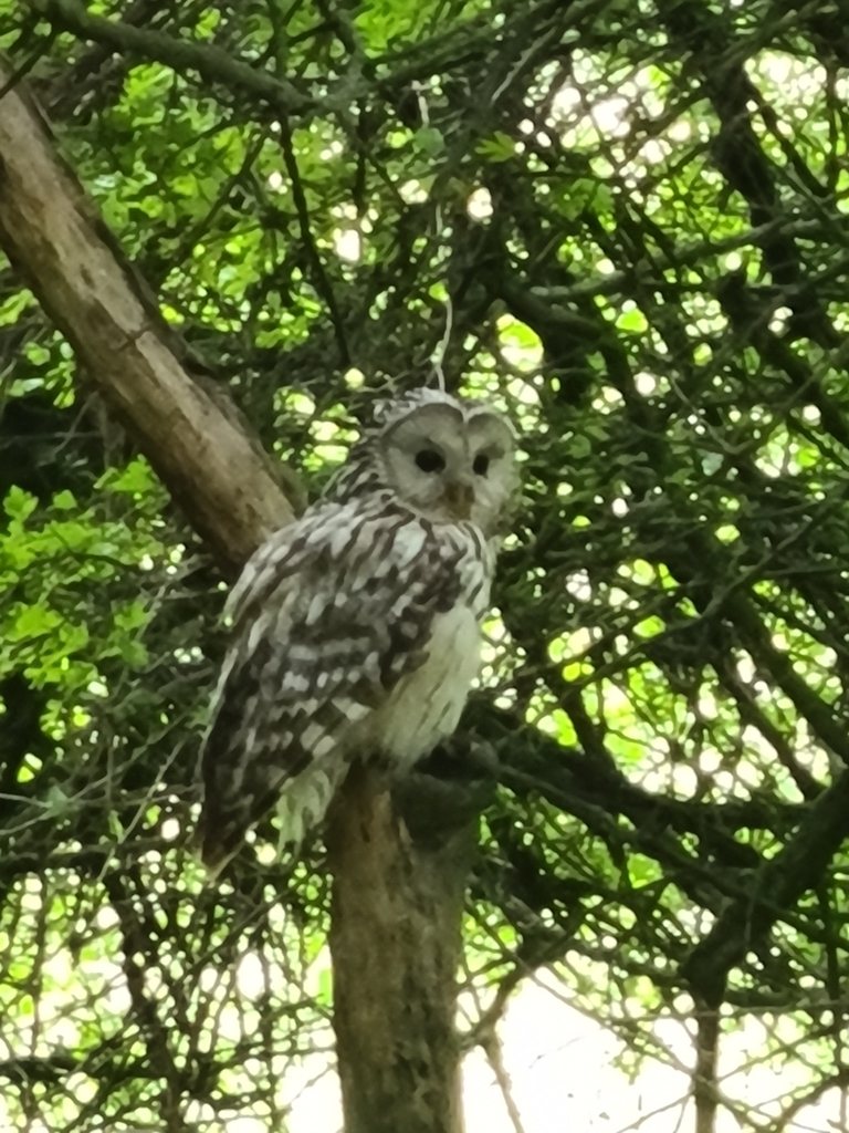 Ural Owl
