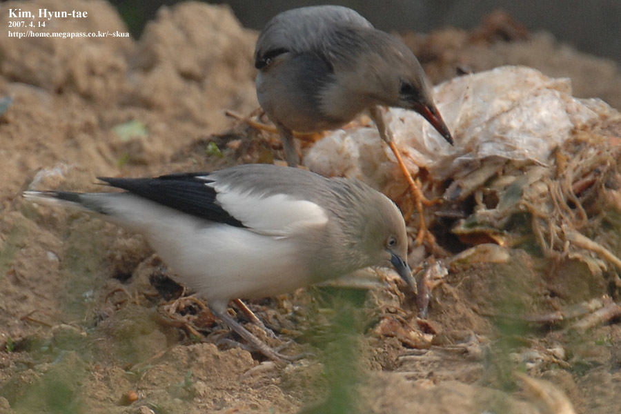 White-shouldered Starling