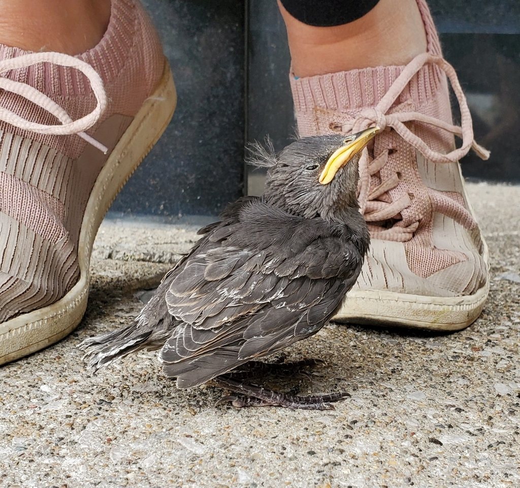 Common Starling