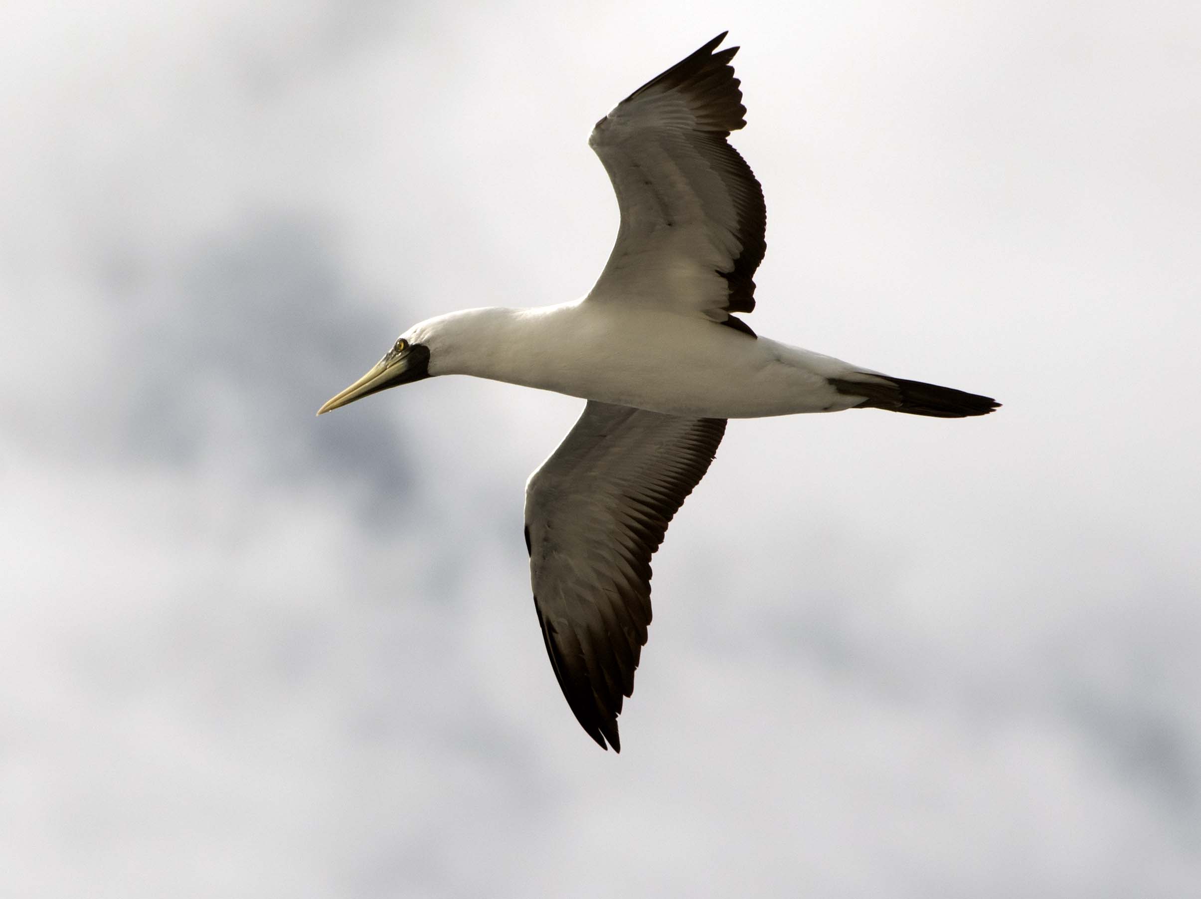 Masked Booby
