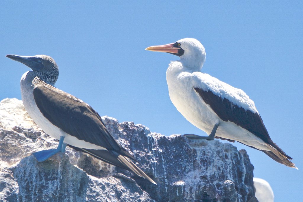 Nazca Booby