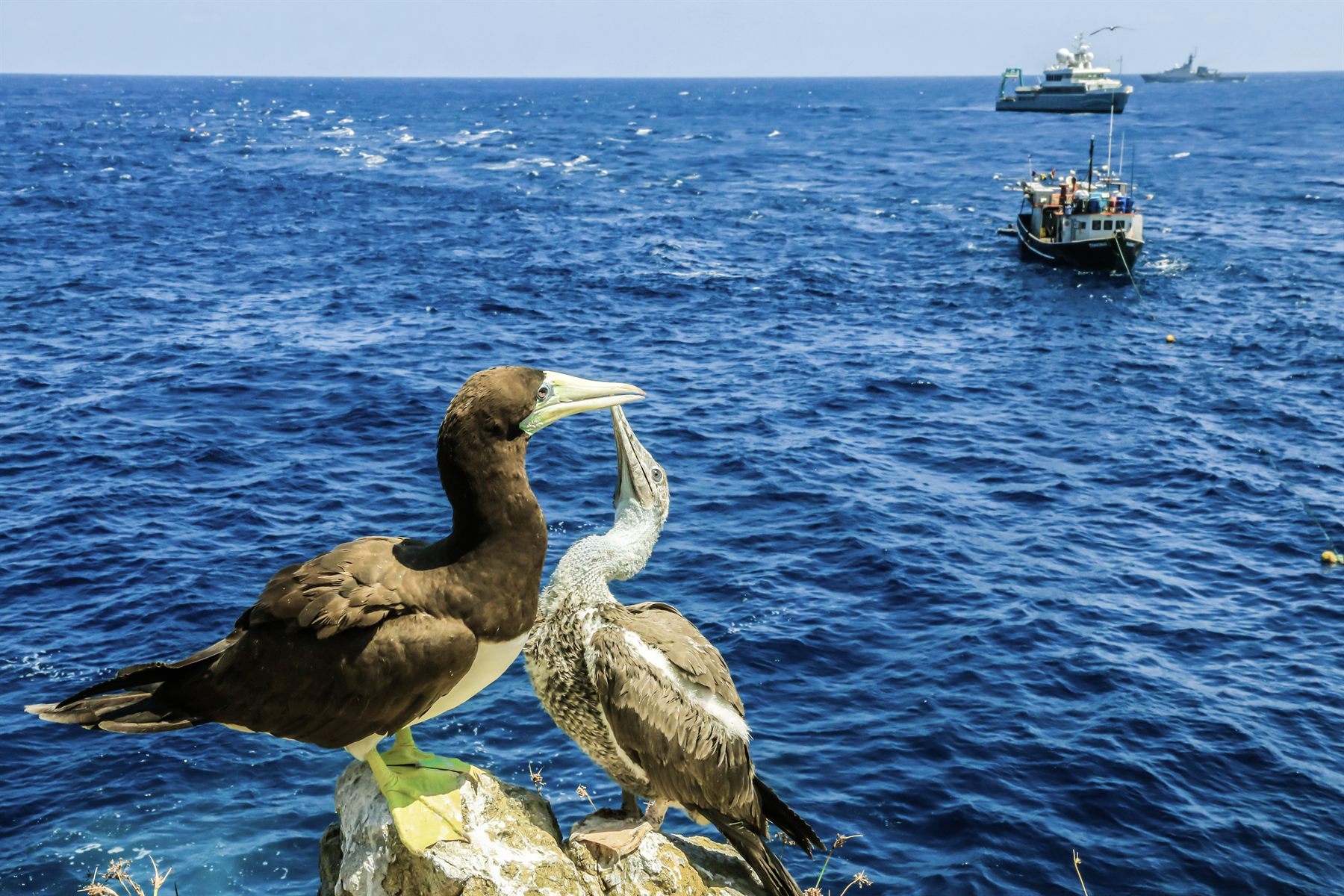 Brown Booby
