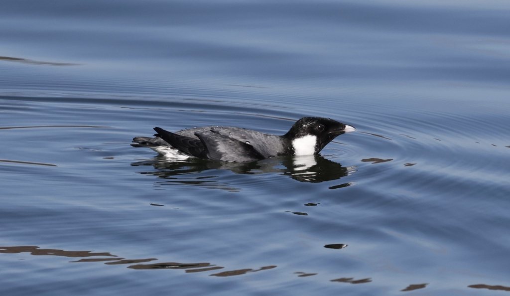 Ancient Murrelet