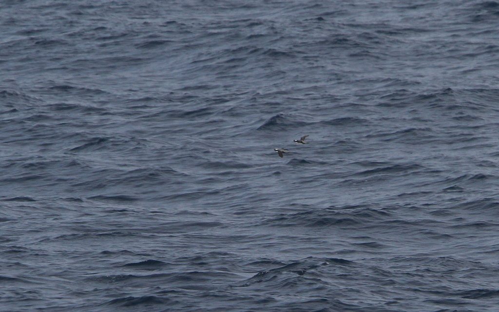 Japanese Murrelet