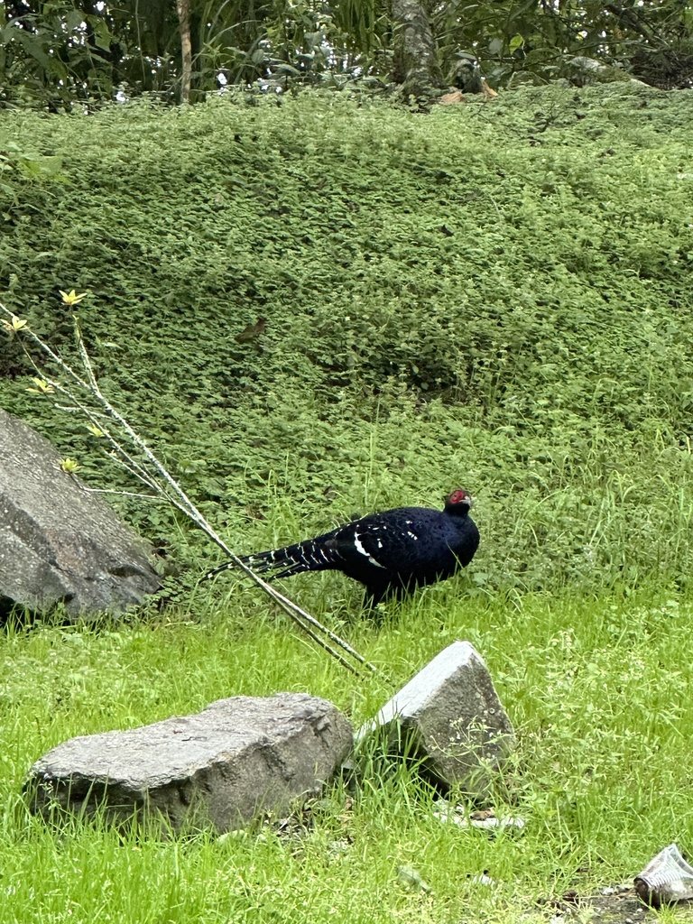 Mikado Pheasant