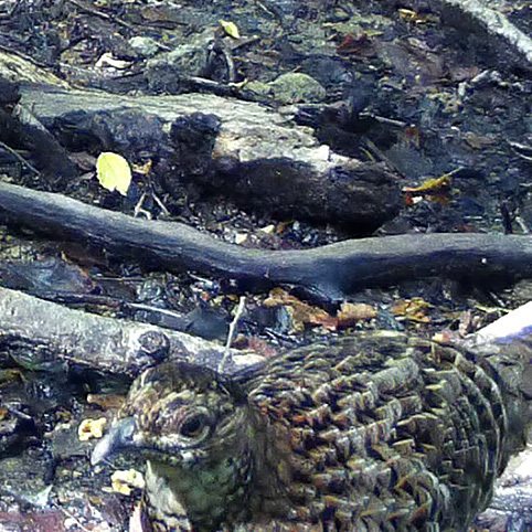 Copper Pheasant