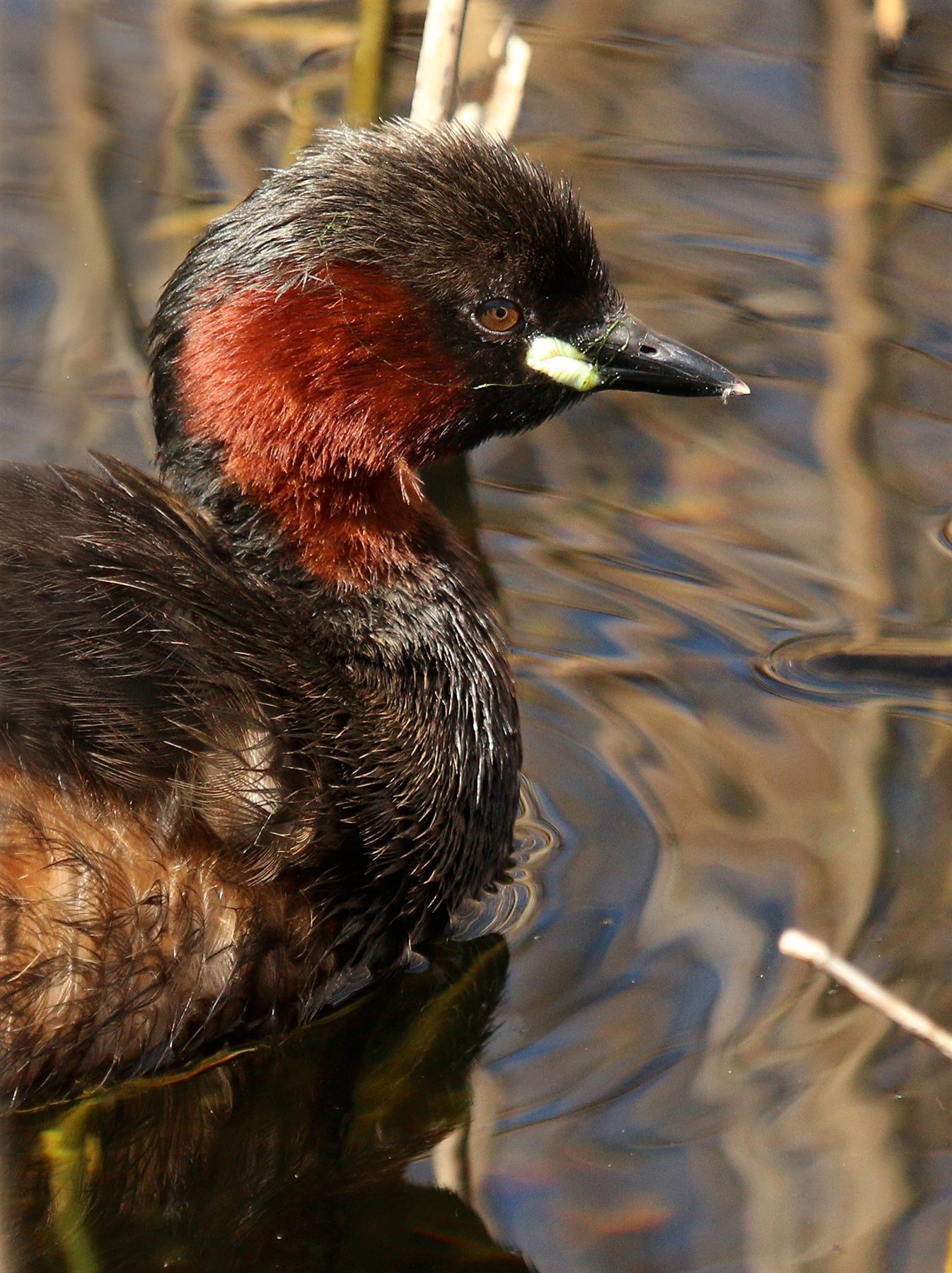 Little Grebe