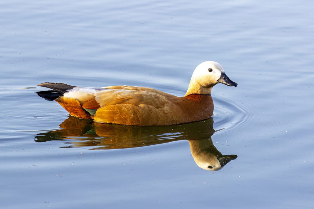Ruddy Shelduck