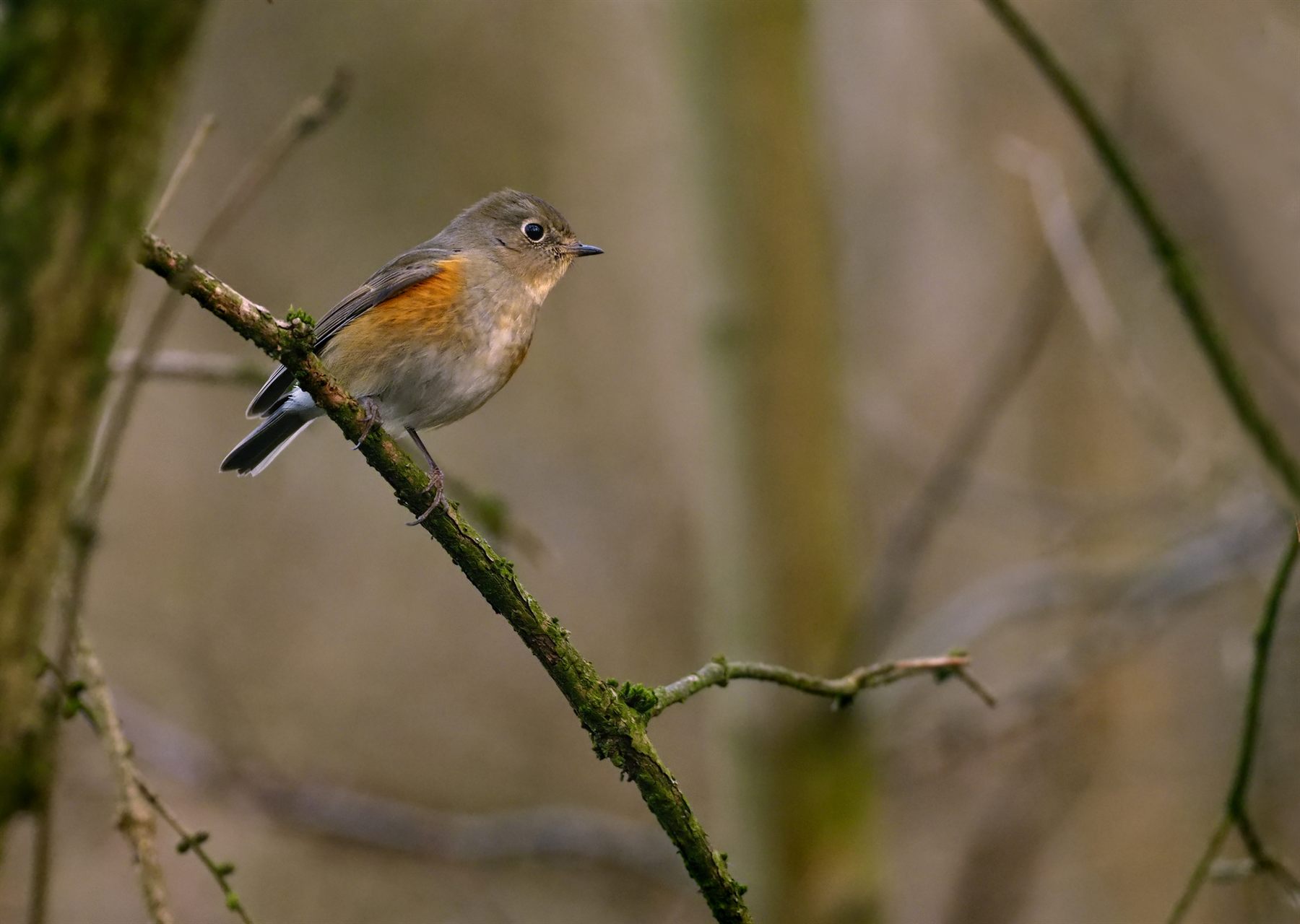 Red-flanked Bluetail