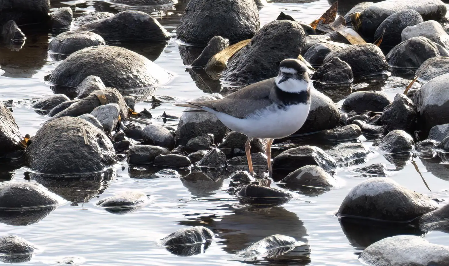 Long-billed Plover