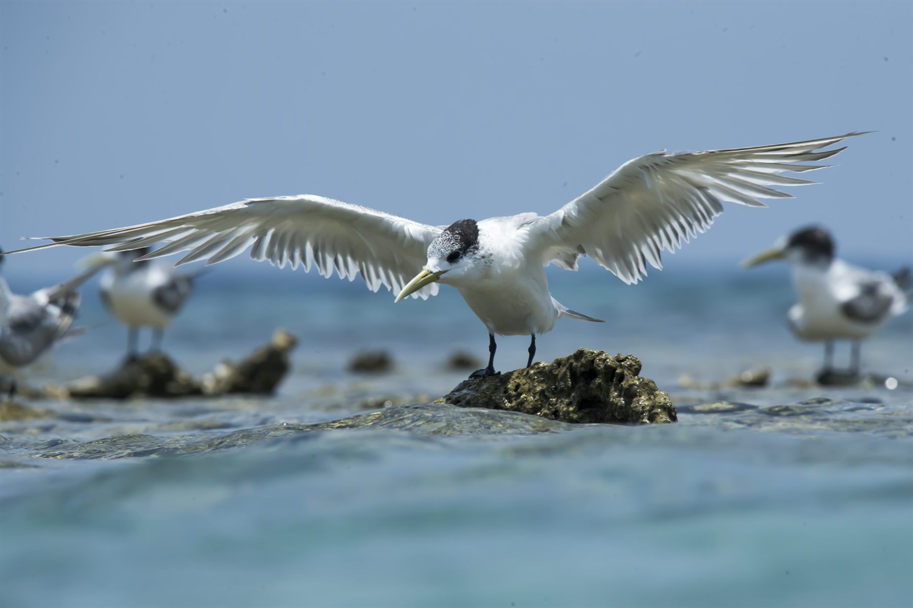 Greater Crested Tern