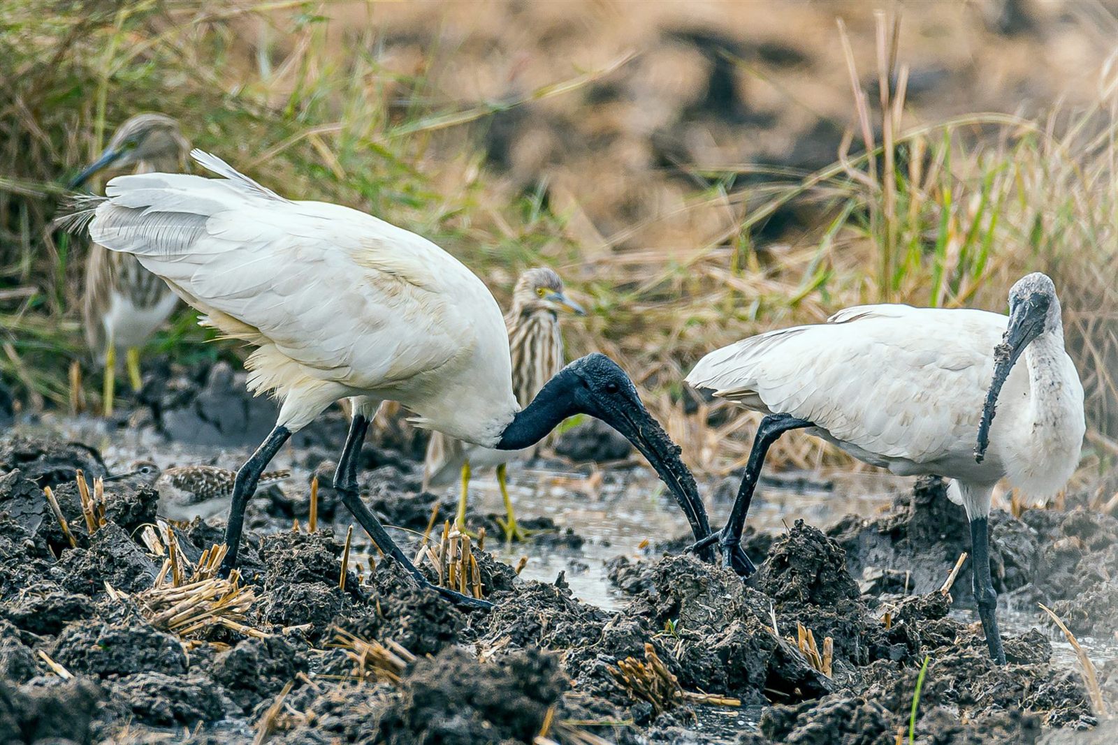 Black-headed Ibis