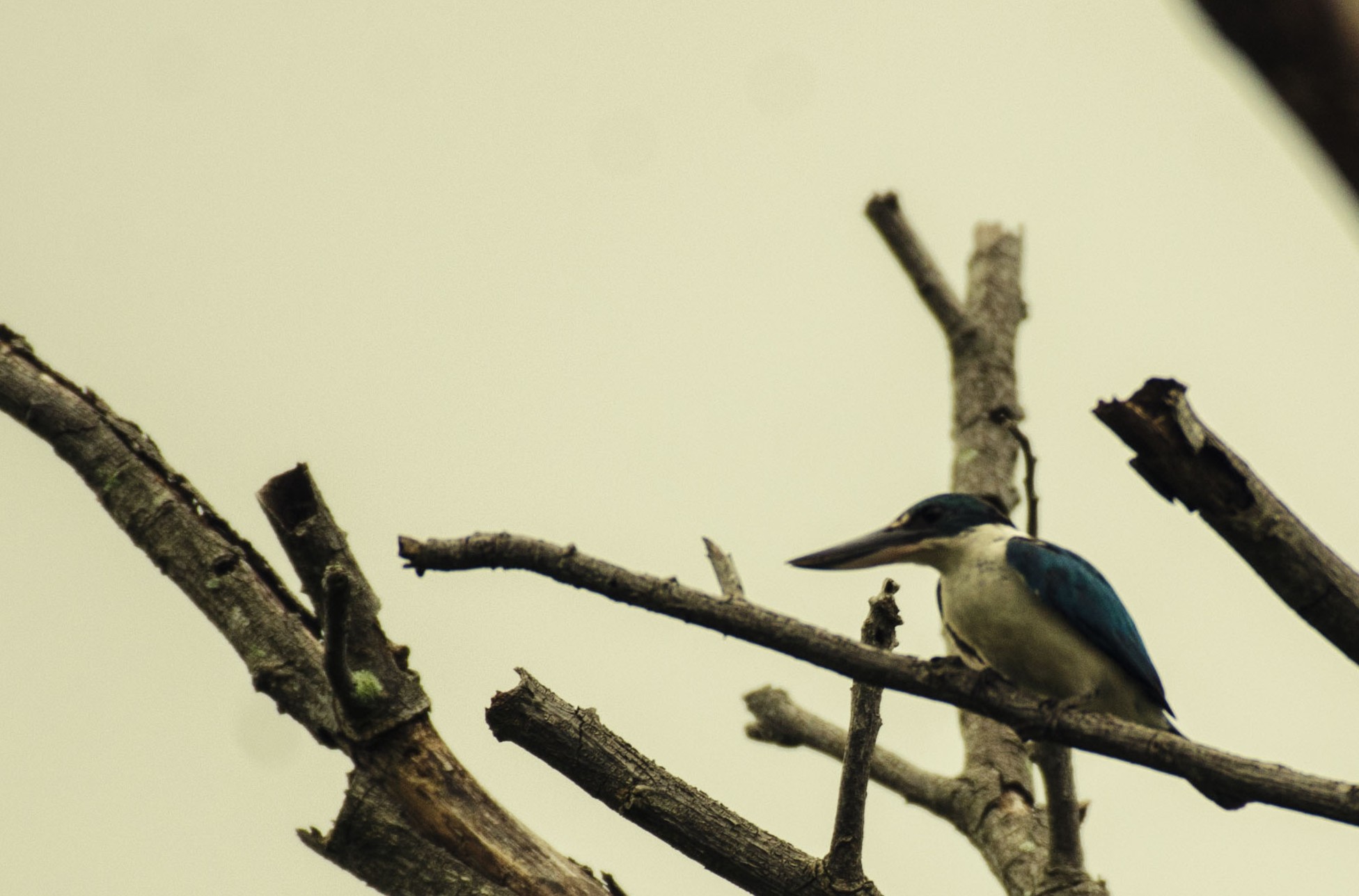 Collared Kingfisher