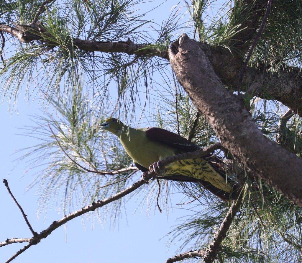Taiwan Green Pigeon
