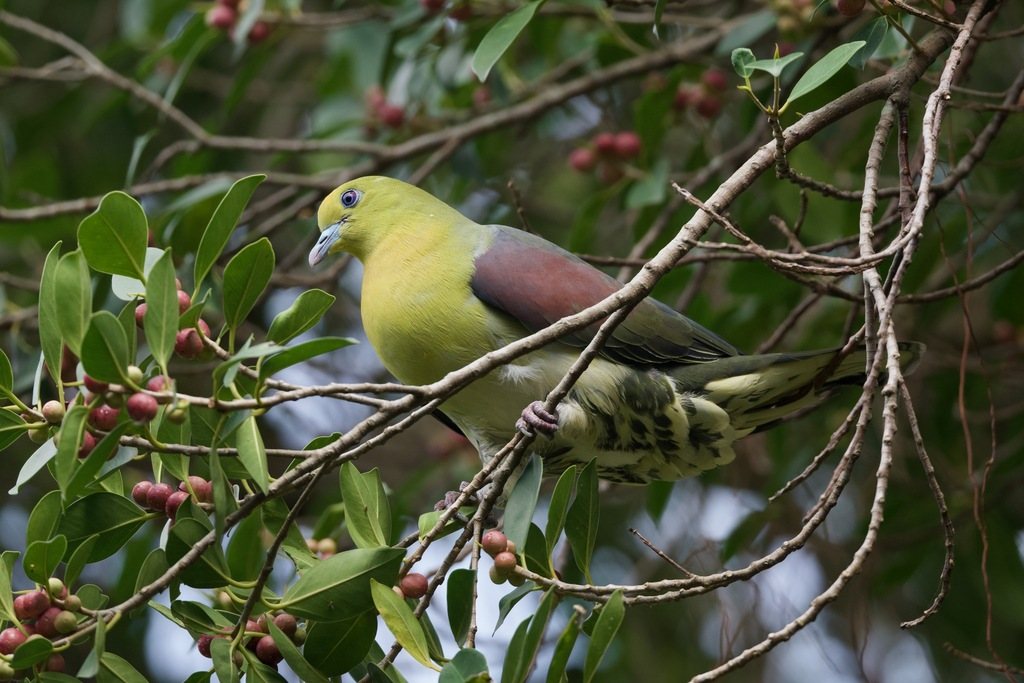 White-bellied Green Pigeon