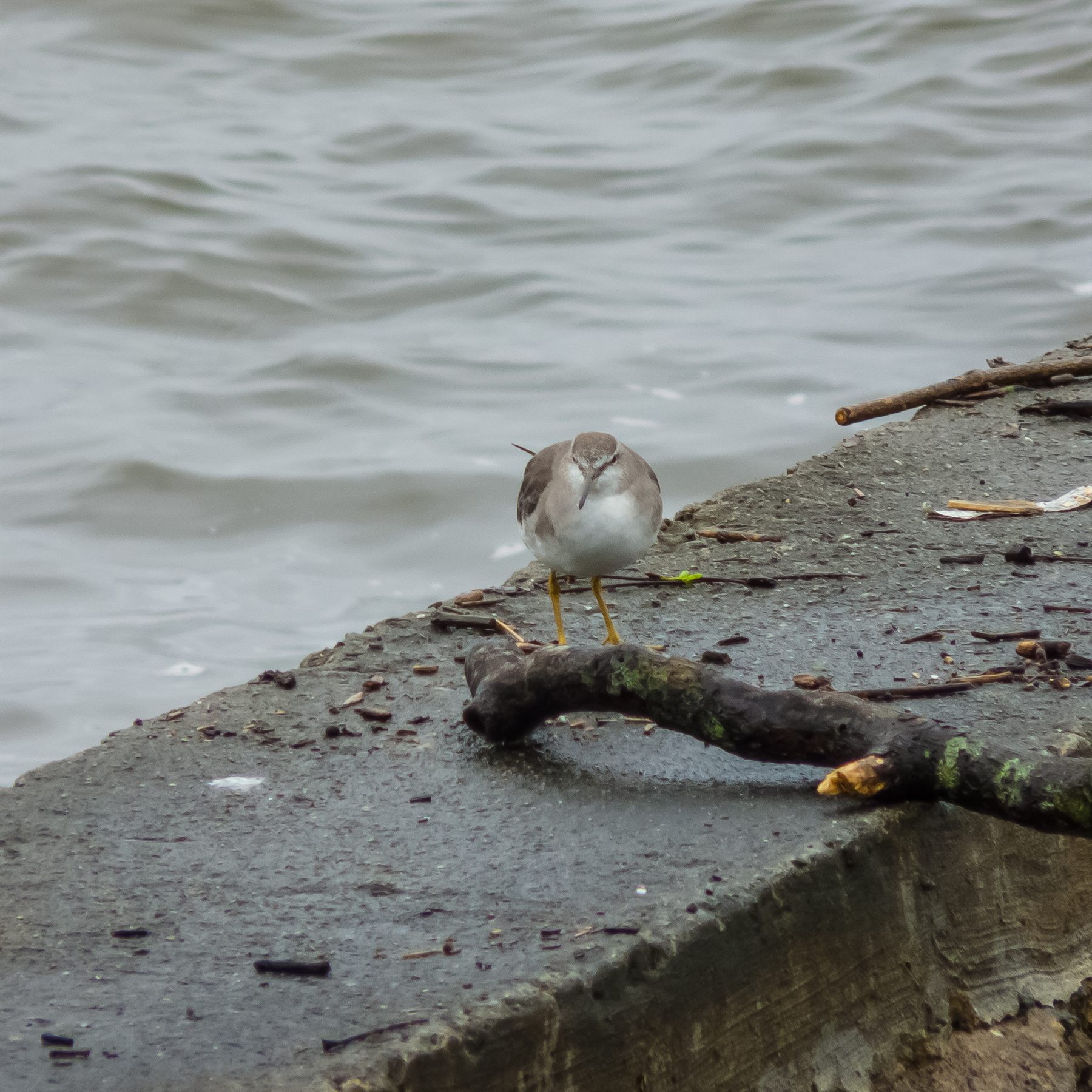 Grey-tailed Tattler
