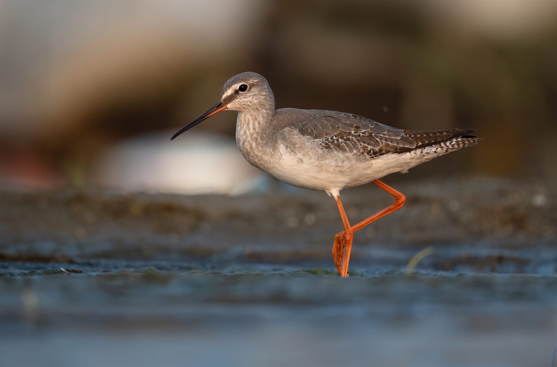 Spotted Redshank