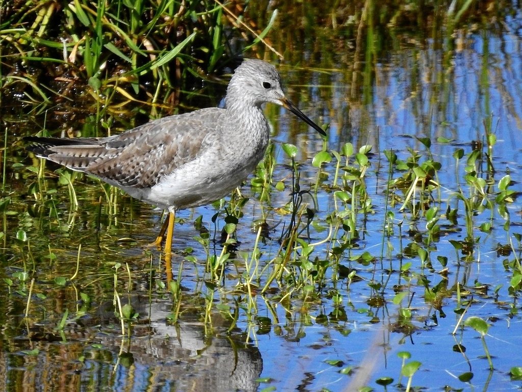 Lesser Yellowlegs