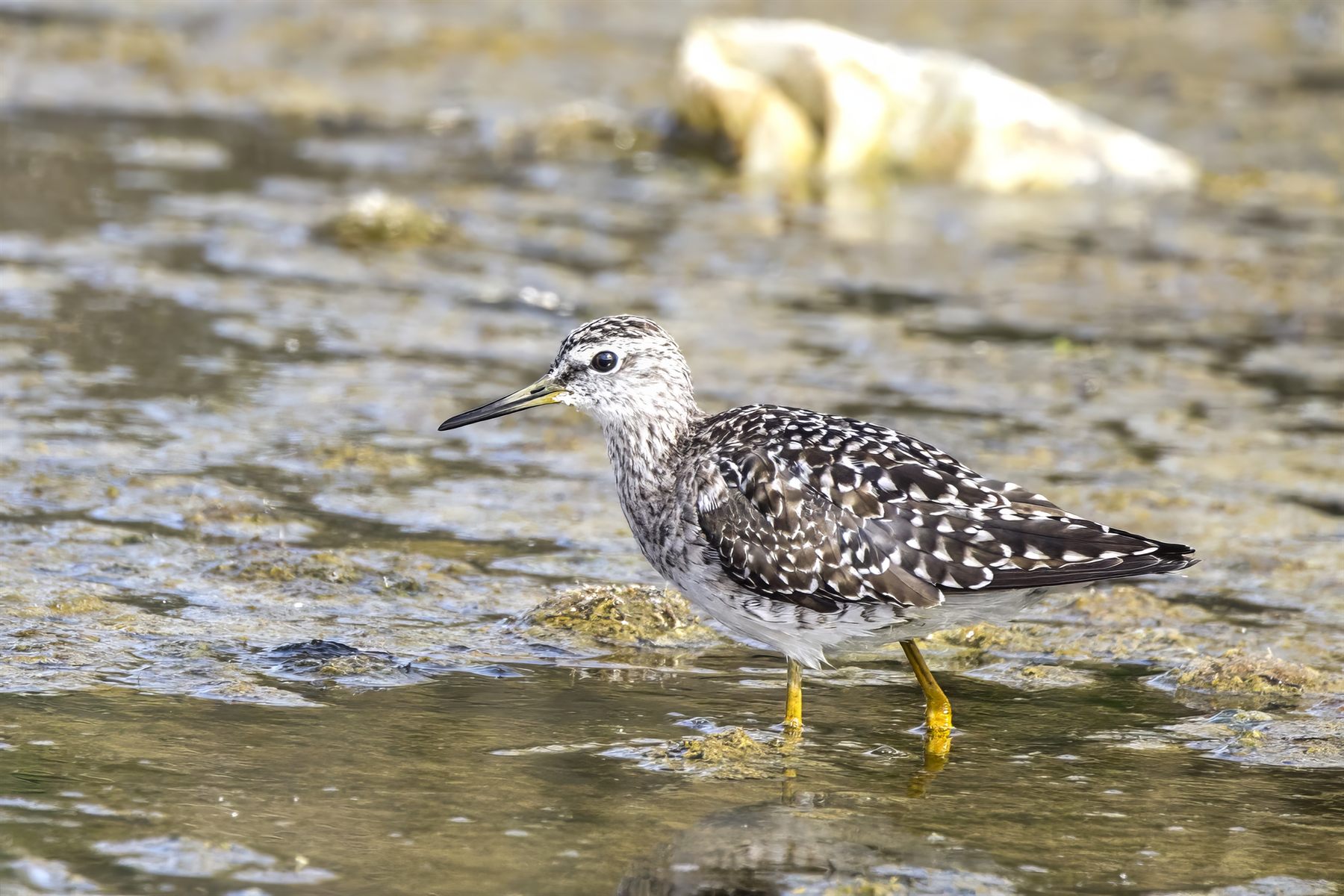 Wood Sandpiper
