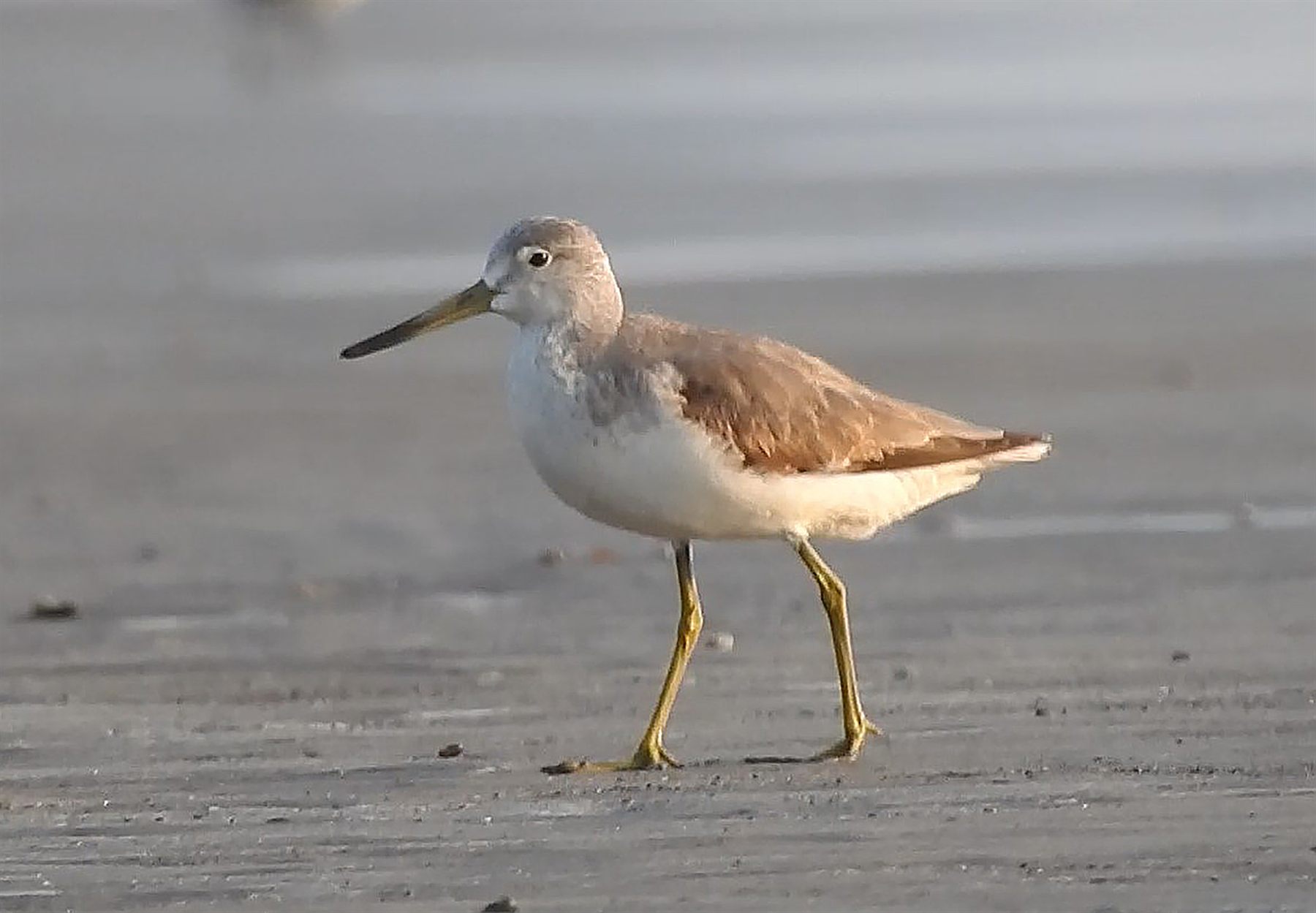 Nordmann's Greenshank