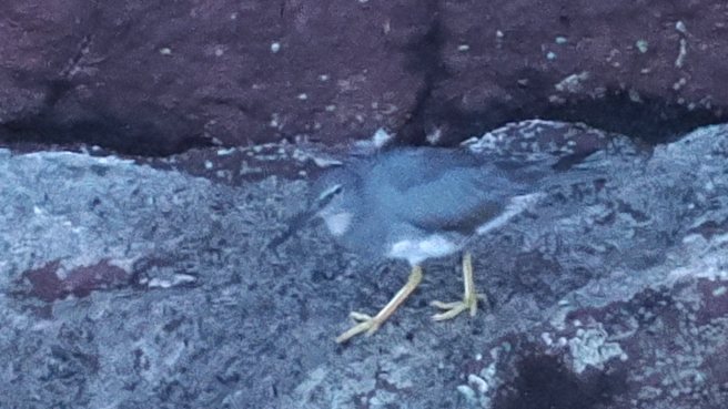 Wandering Tattler