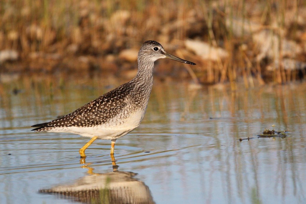Greater Yellowlegs