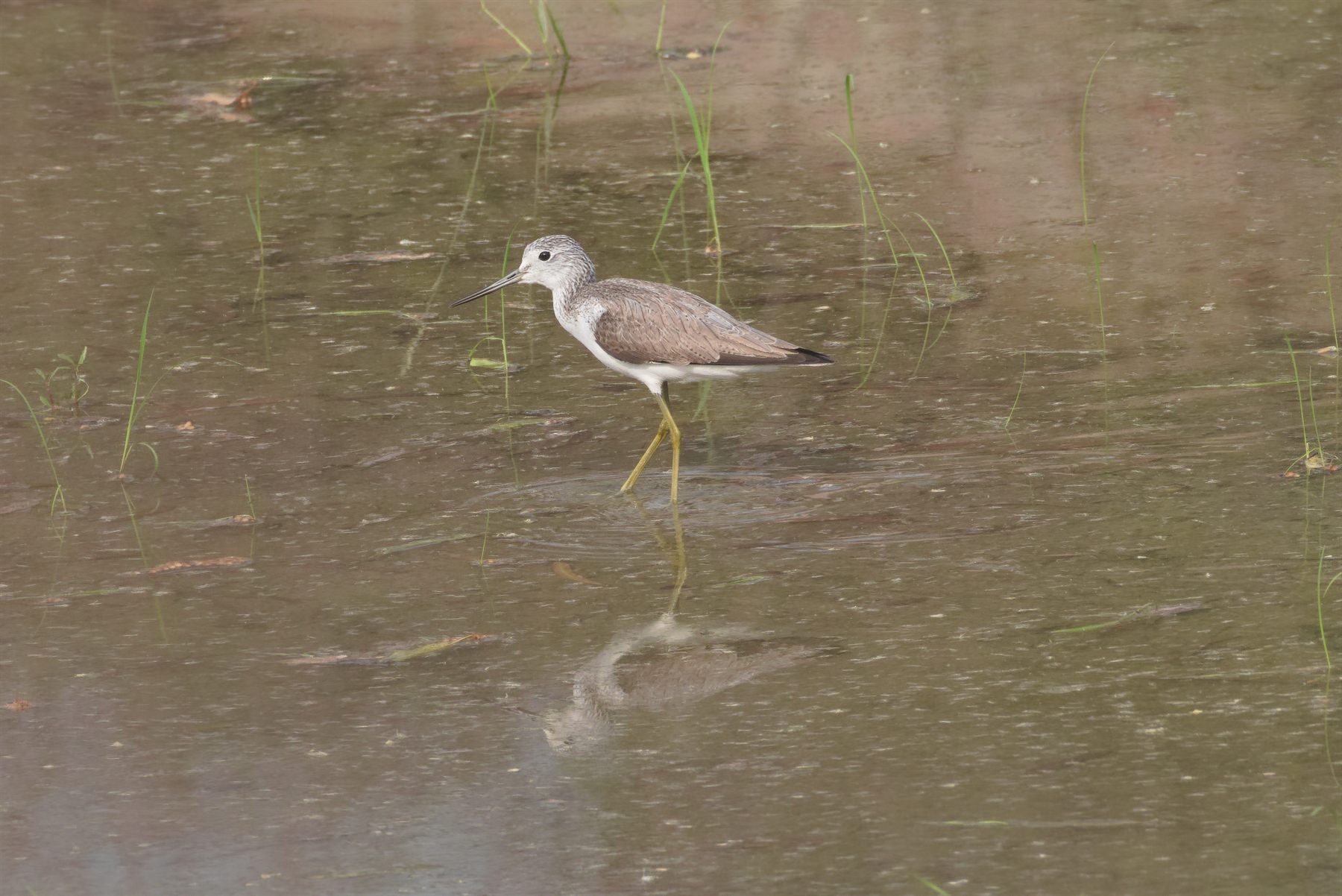 Marsh Sandpiper