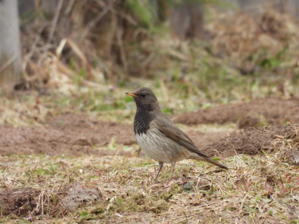 Black-throated Thrush