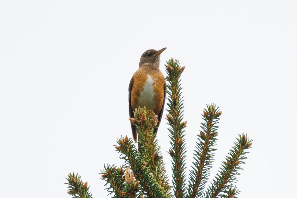 Brown-headed Thrush