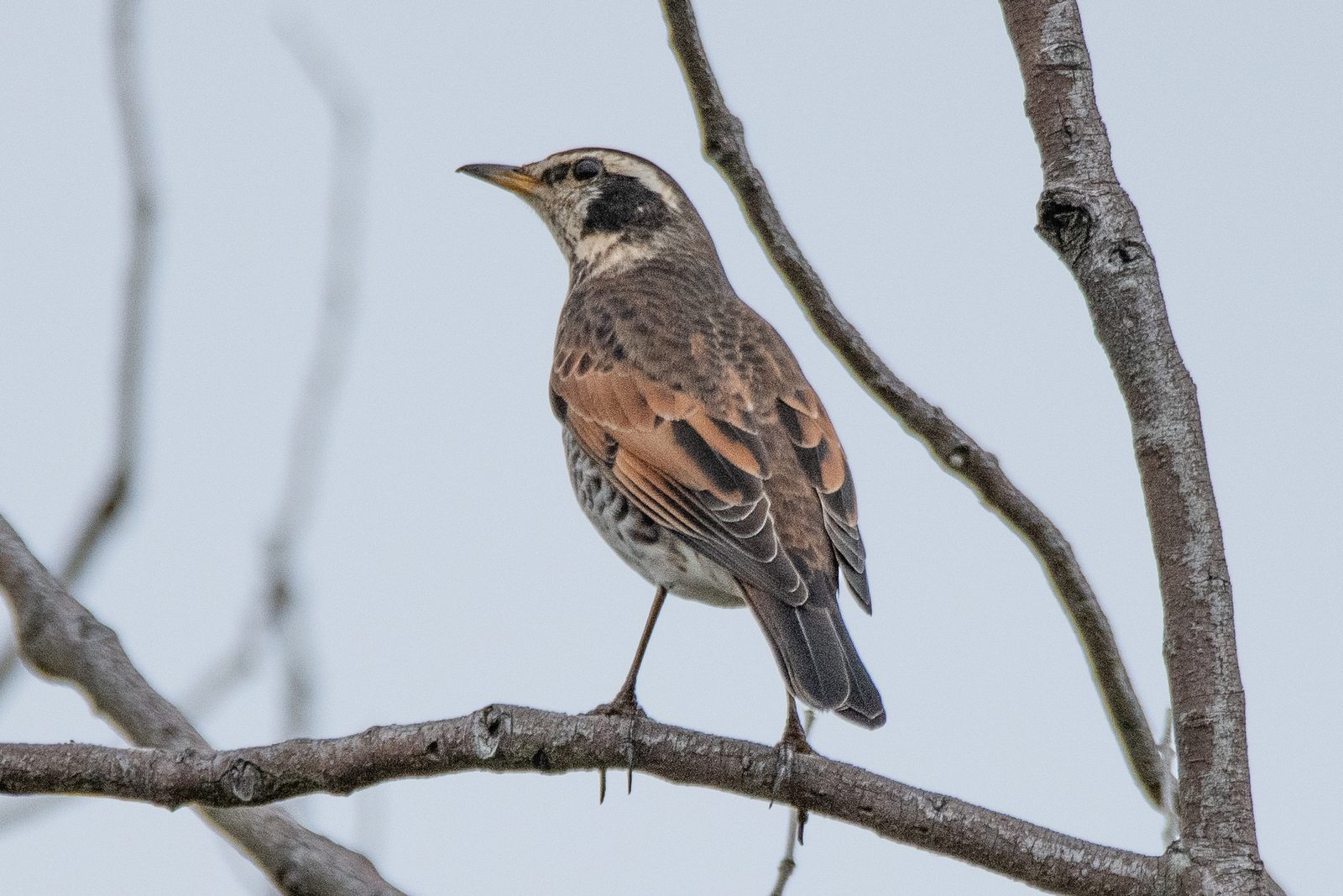 Dusky Thrush