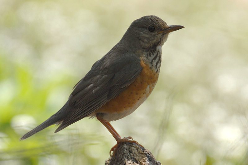 Grey-backed Thrush