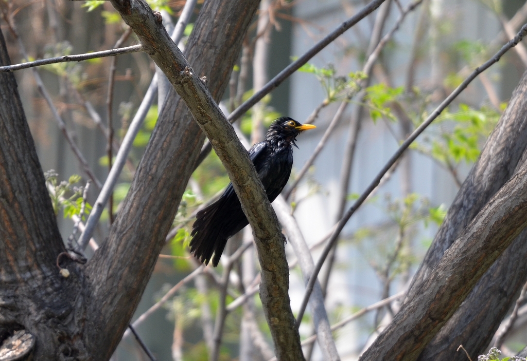 Chinese Blackbird