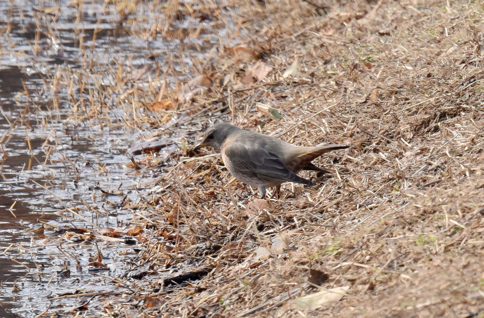Naumann's Thrush