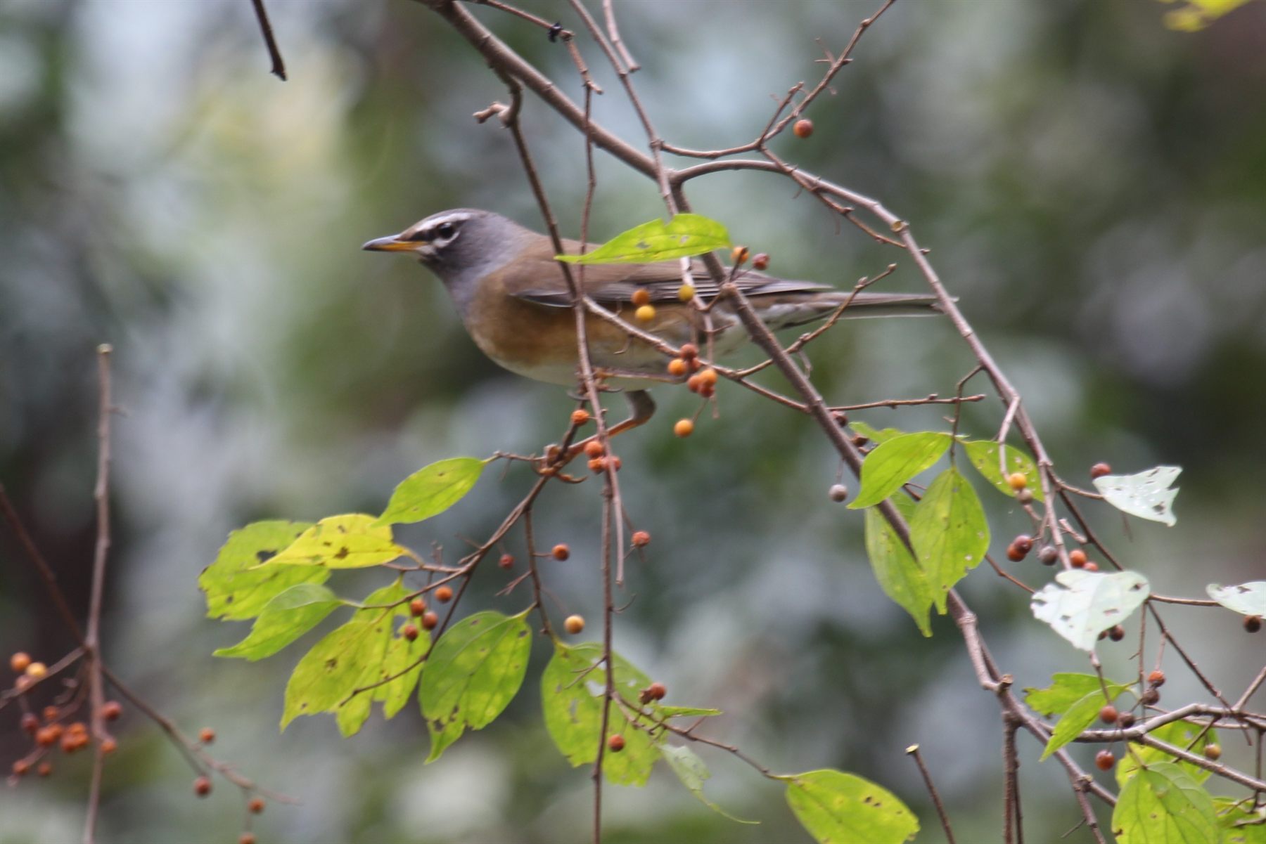 Eyebrowed Thrush