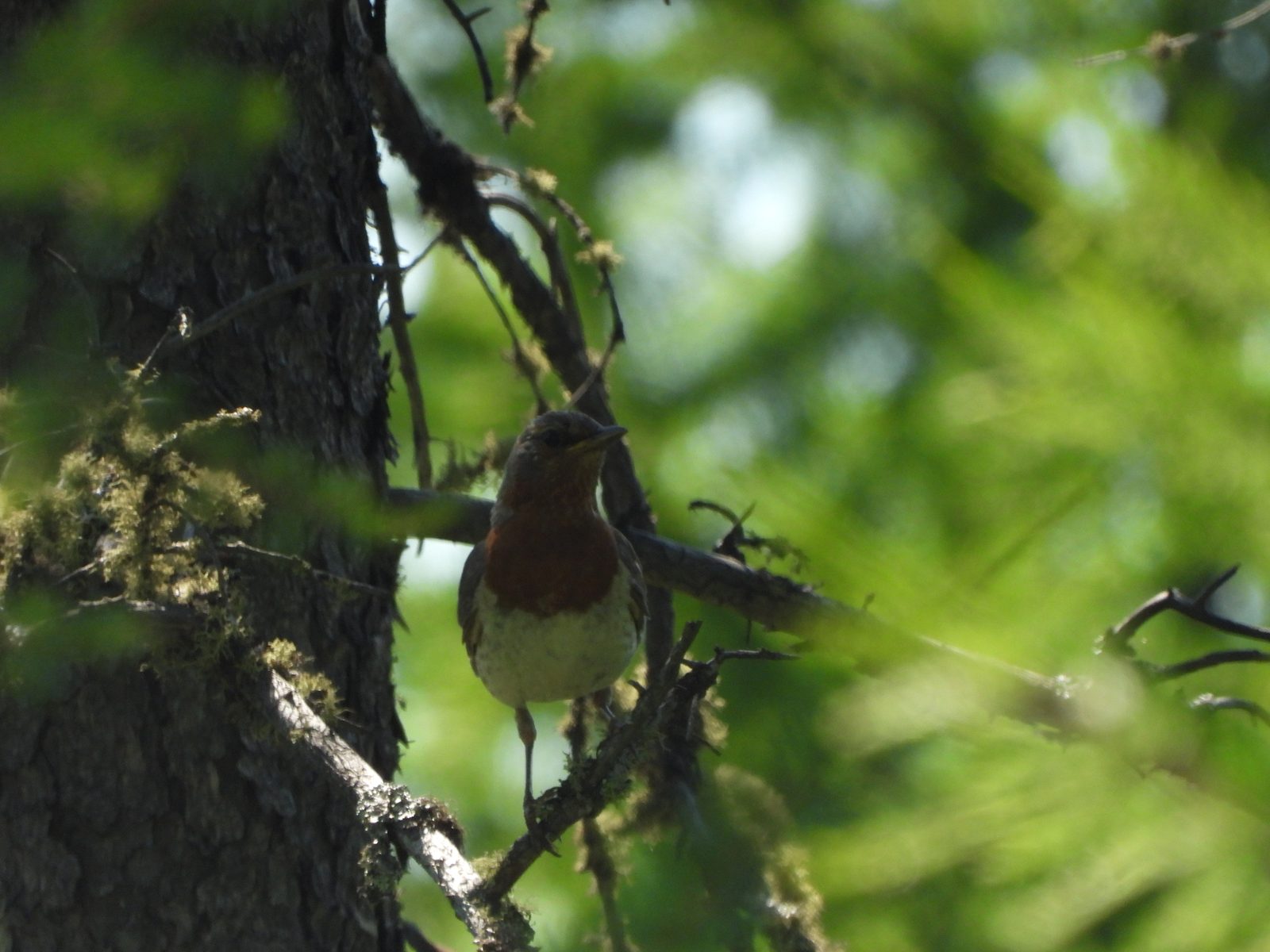 Red-throated Thrush