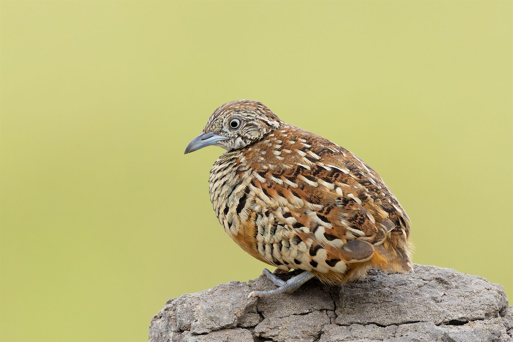 Barred Buttonquail