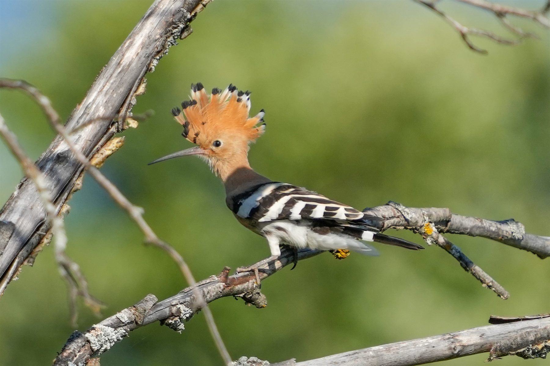 Common Hoopoe
