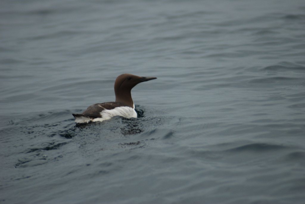 Common Murre