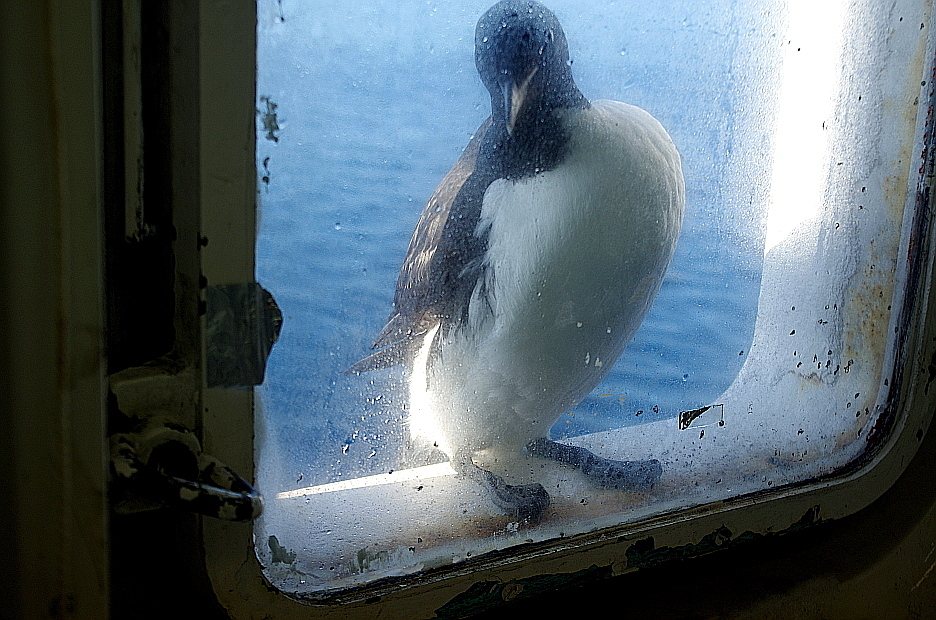 Thick-billed Murre
