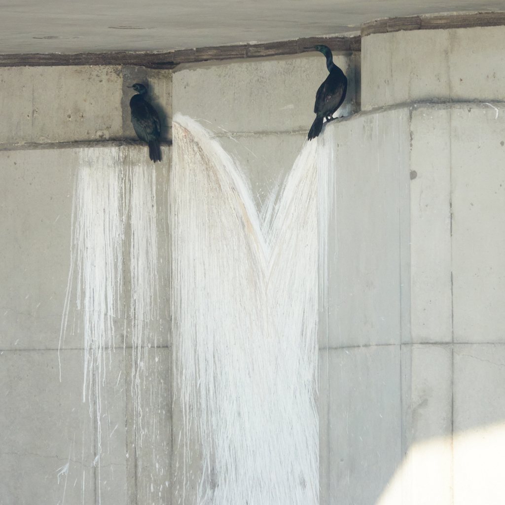 Pelagic Cormorant