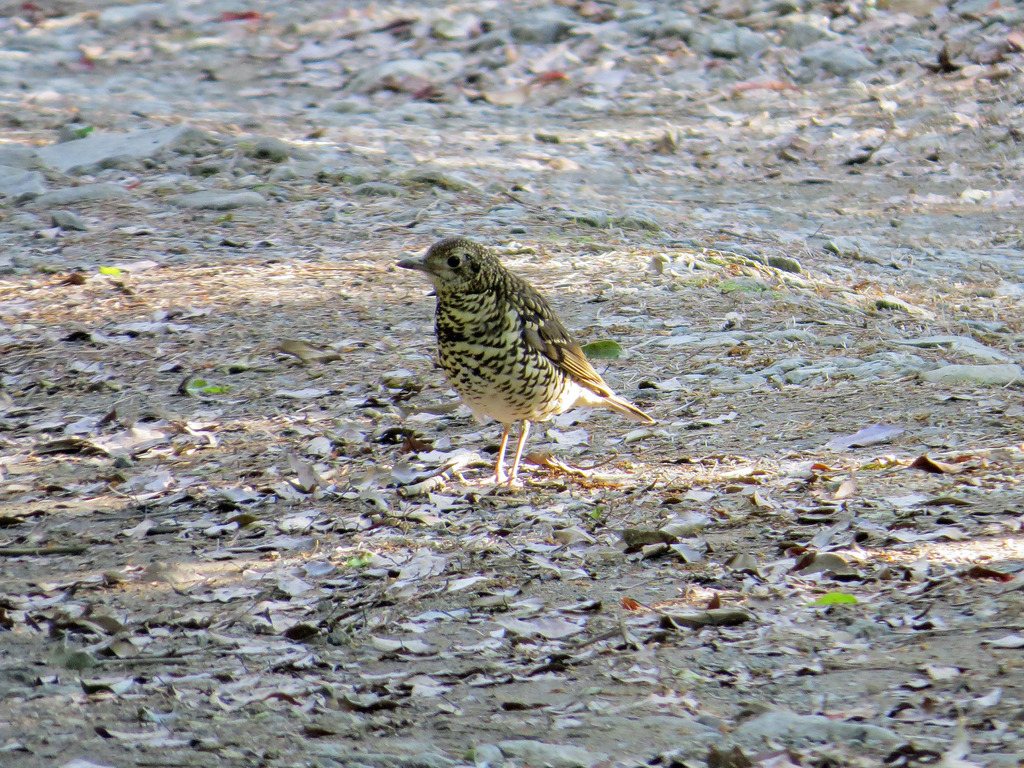 Amami Thrush
