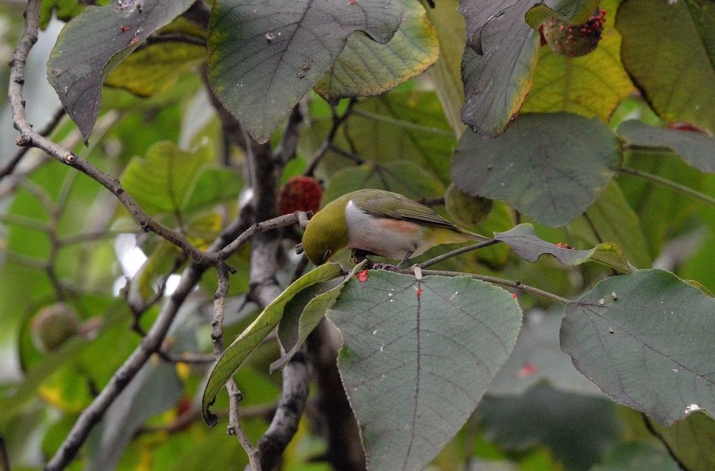 Chestnut-flanked White-eye
