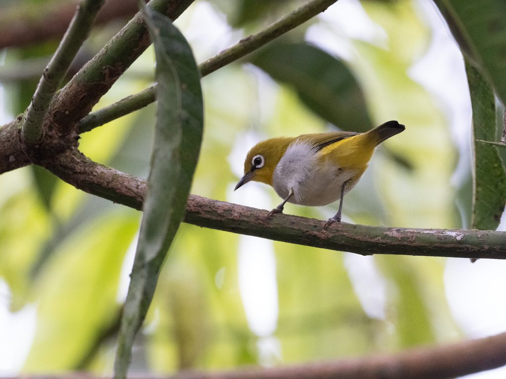 Indian White-eye