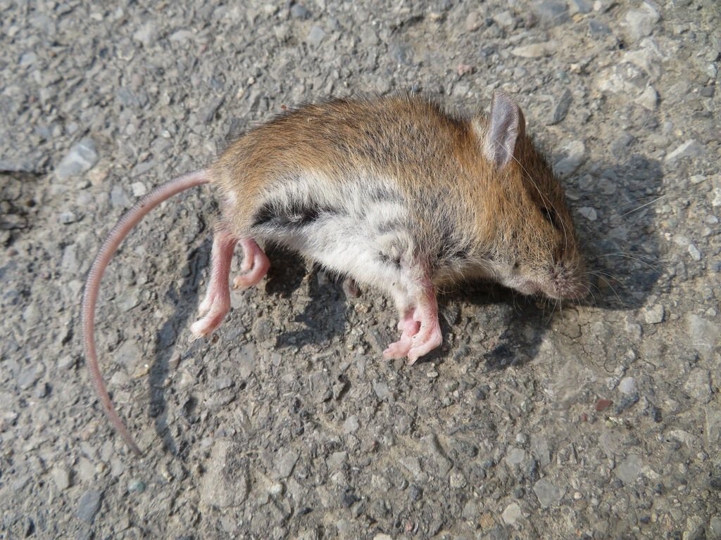 Small Japanese Field Mouse