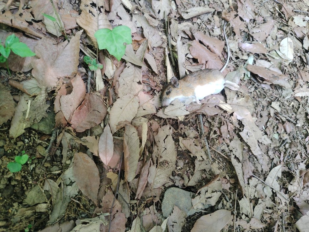 Large Japanese Field Mouse