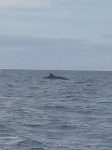 Common Minke Whale