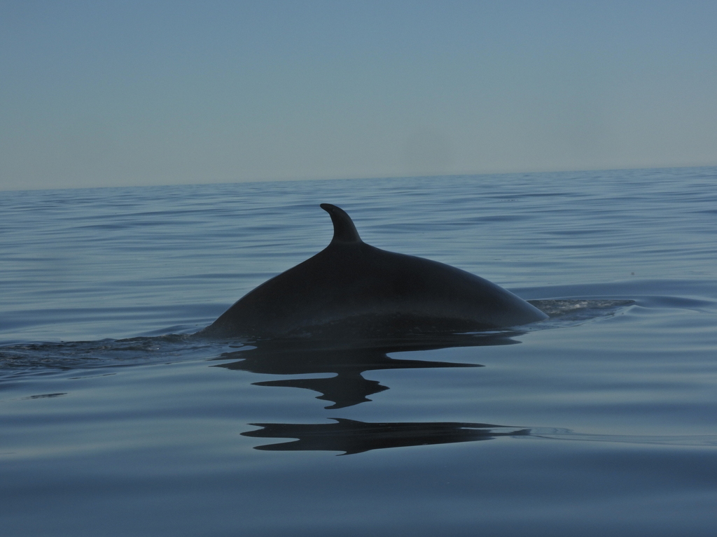 Sei Whale